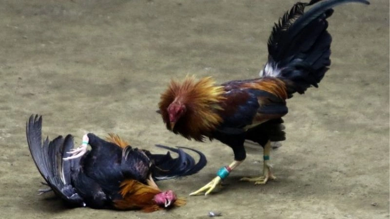 Bật mí về bộ môn đá gà cựa dao