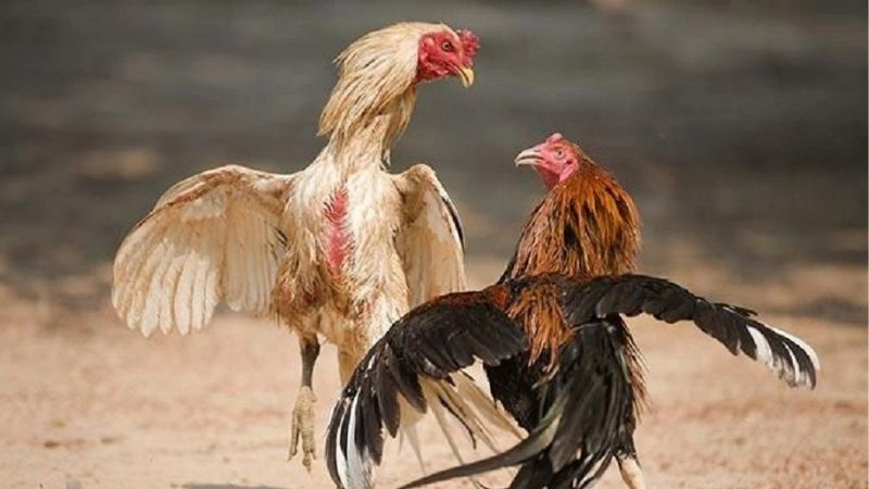 Đá gà cựa sắt - phiên bản đá gà độc đáo