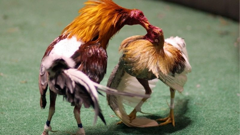 Tham gia cược đá gà đầy kịch tính