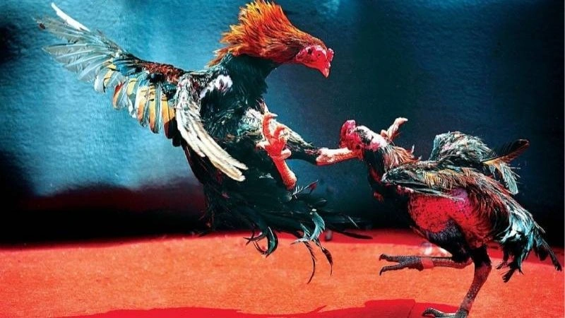 Giới thiệu môn đá gà trực tiếp Thomo