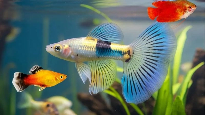 Mơ bắt cá bao lô con nào?