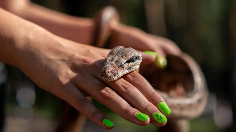 Mơ rắn nên theo con số nào?