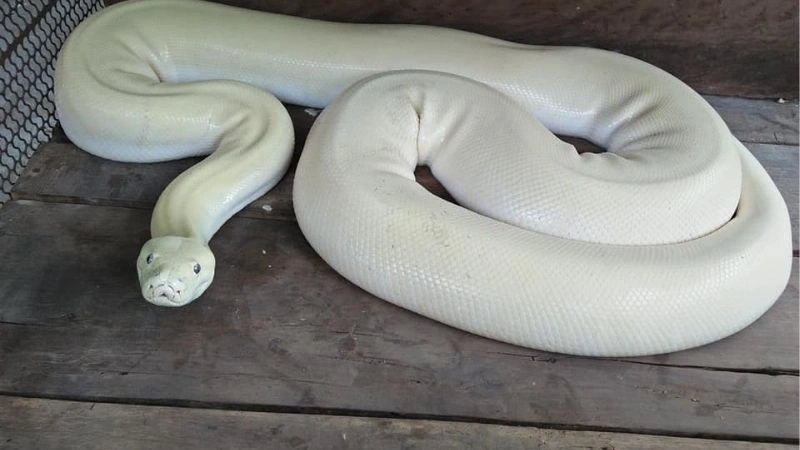 Giấc mơ về trăn và ý nghĩa của điềm báo